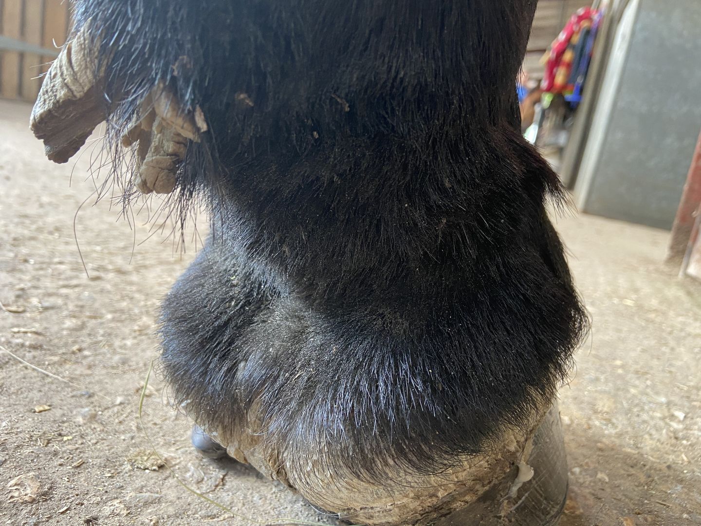 Customer photo review of Horse Spray