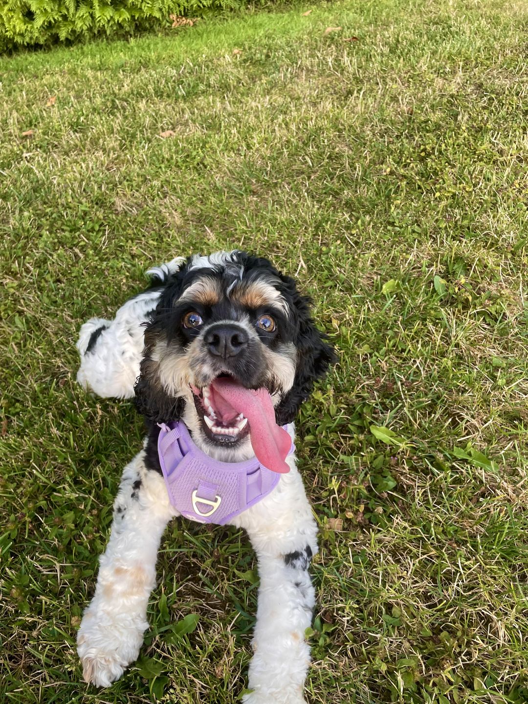Customer photo review of Commuter Sneaker, Harness and Leash Set