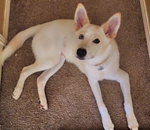 Customer photo review of Fetch