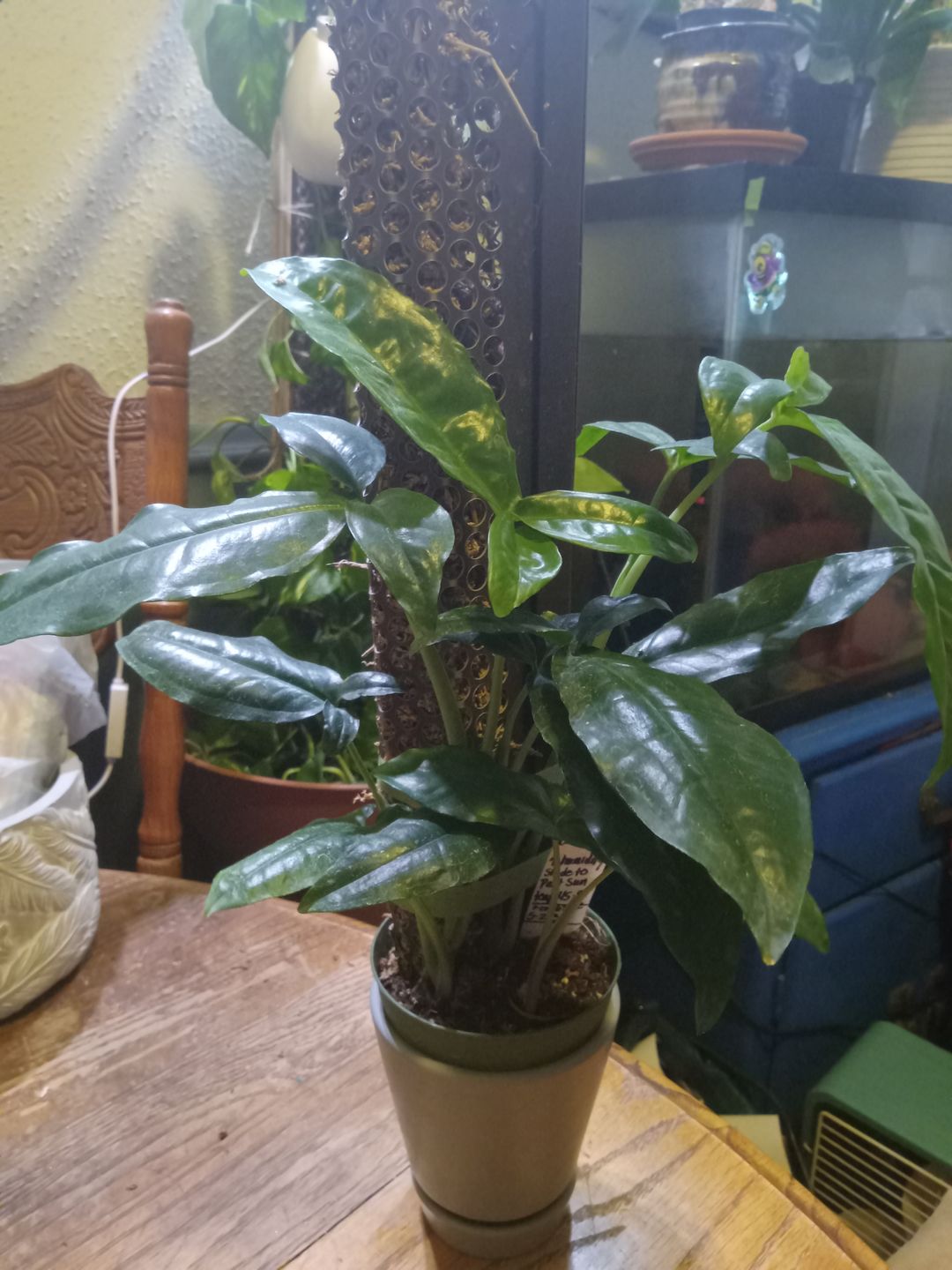 Customer photo review of Syngonium auritum