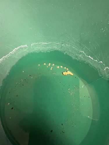 Customer photo review of 5 Lb. JACKPOT PAYDIRT™ Gold Paydirt Unsearched