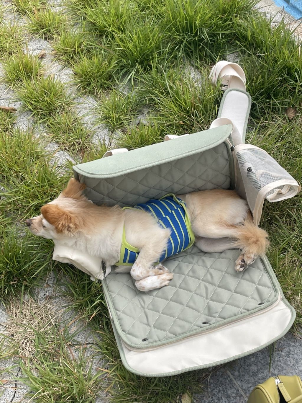 Customer photo review of Sunday Pet Bag