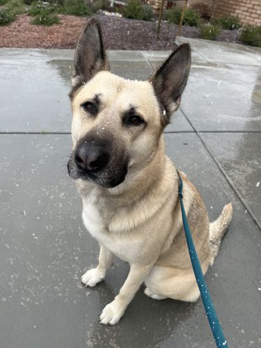 Customer photo review of Evergreen