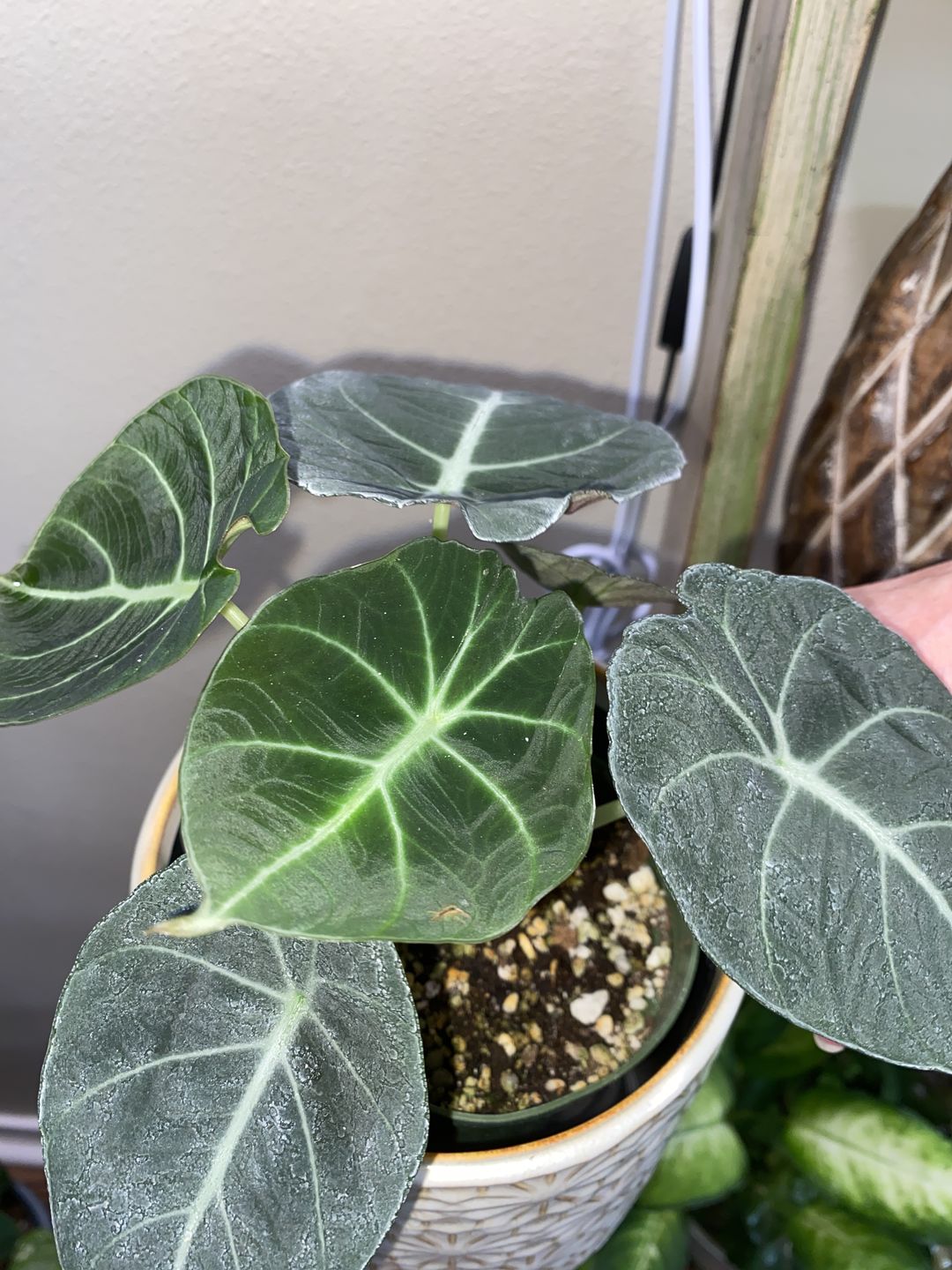 Customer photo review of Alocasia reginula "Black Velvet"