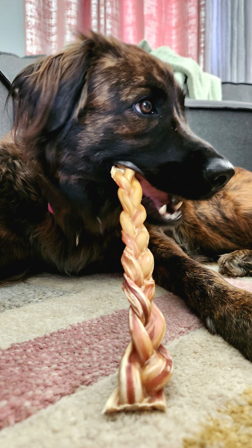 Customer photo review of 12 Inch Standard Braided Bully Stick