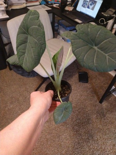 Customer photo review of Alocasia 'Maharani'