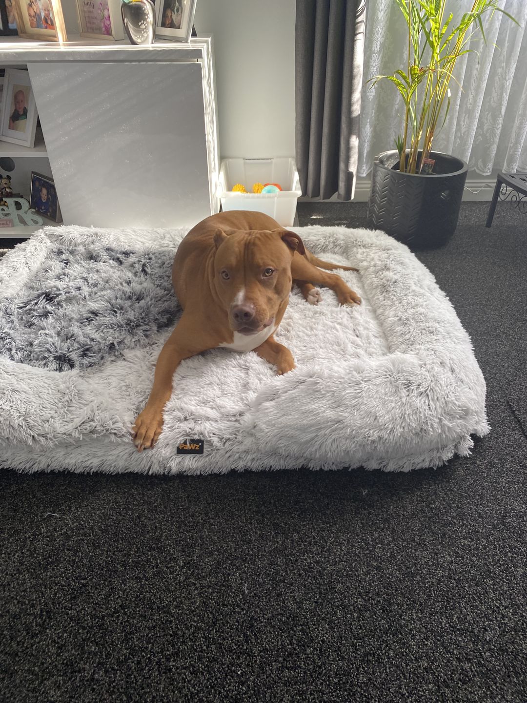 Customer photo review of PaWz Pet Calming Blanket