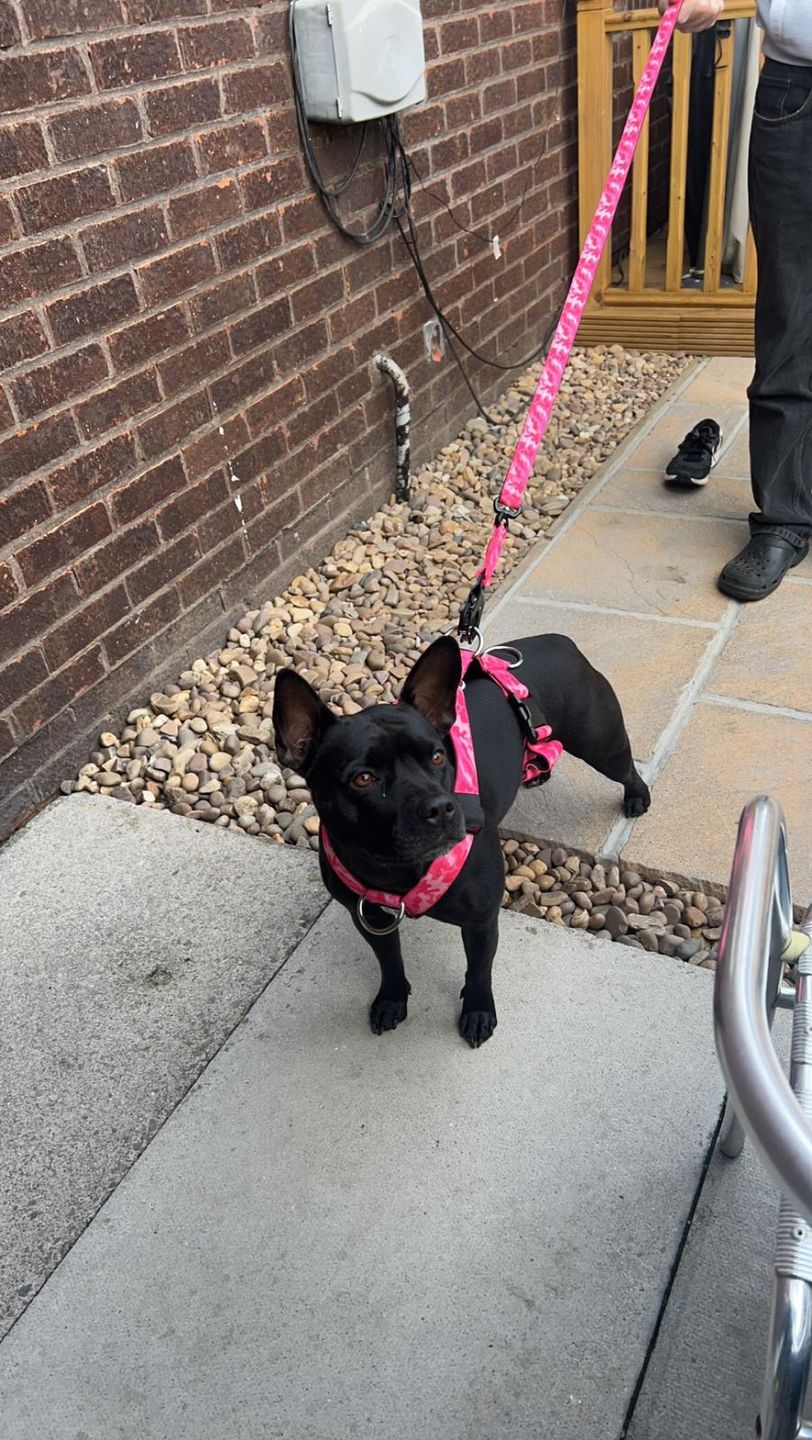 Customer photo review of TRI-Harness® | Anti-Pull, Adjustable & Durable - Dog Trainers Choice -  CAMO Bubblegum v2.0