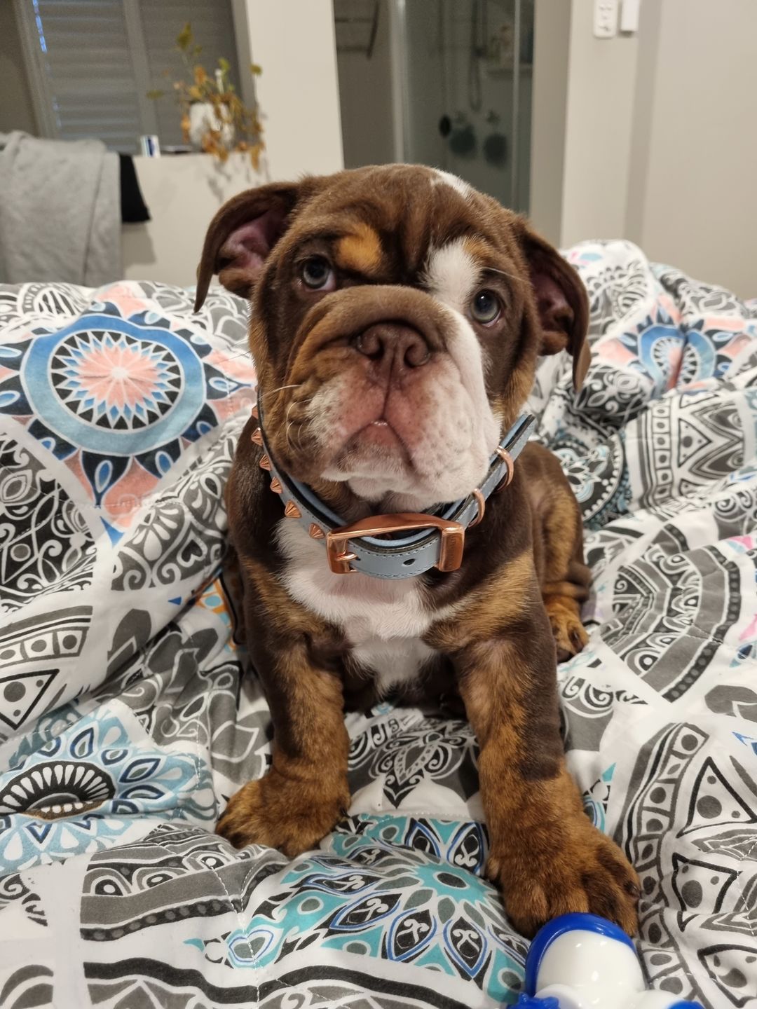 Customer photo review of Hand Made Leather Dog Collar - Imperial Baby Blue & Rose Gold (Slim fit)