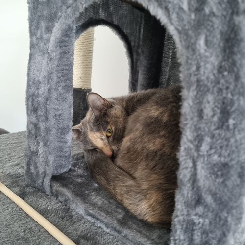 Customer photo review of Pawz Cat Scratcher Post Tree