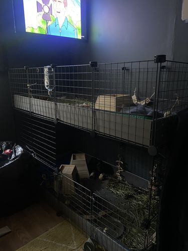 Customer photo review of Piggy Condo C&C Cage