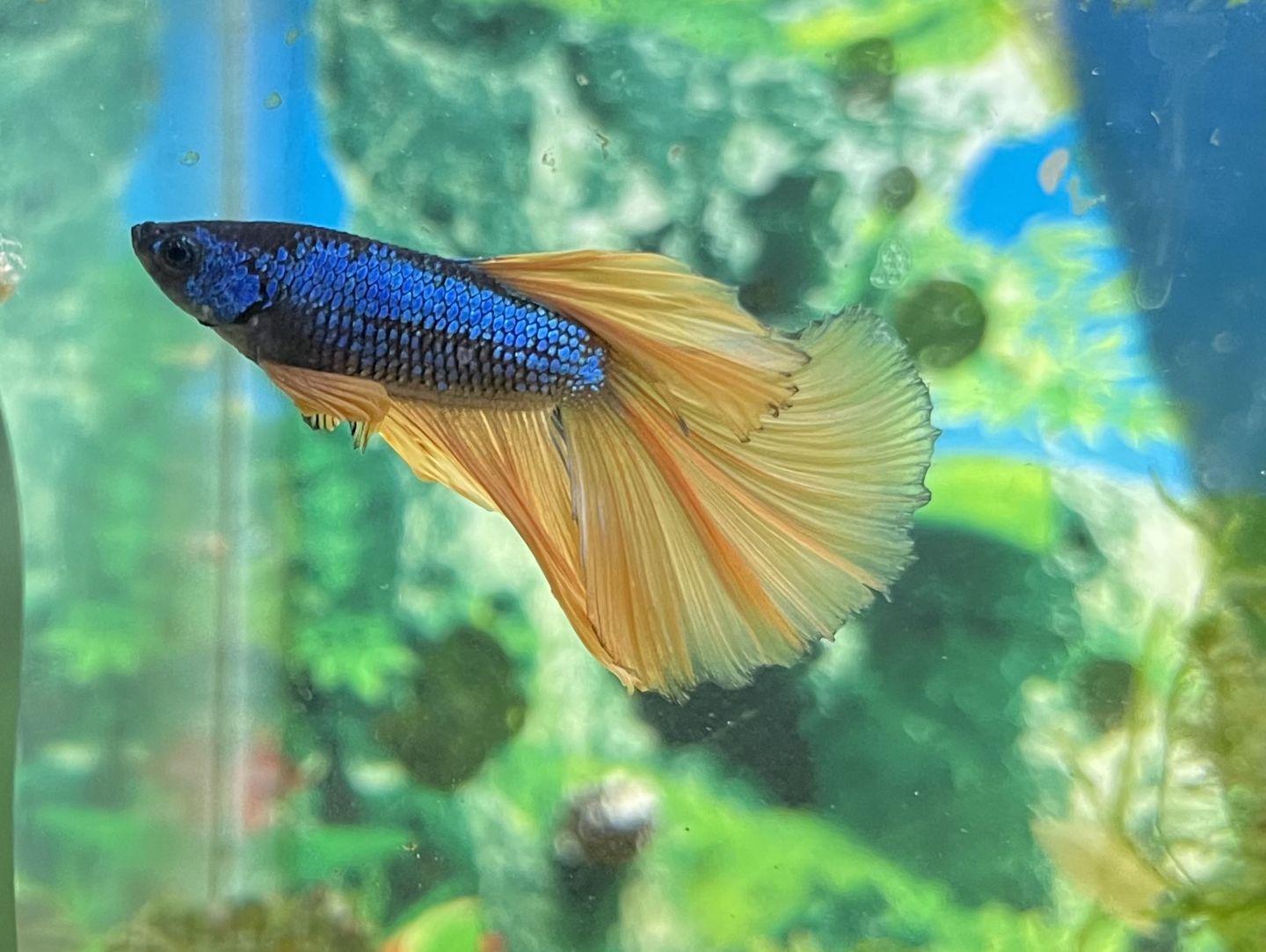 Customer photo review of Northfin Bug Pro