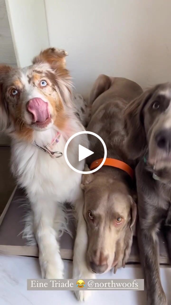 Customer video review of The Tide - Limited QuickSlip™ Collar
