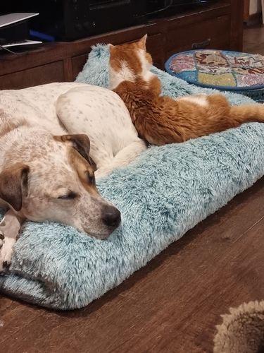 Customer photo review of PaWz Multimat Calming Bed For Dog