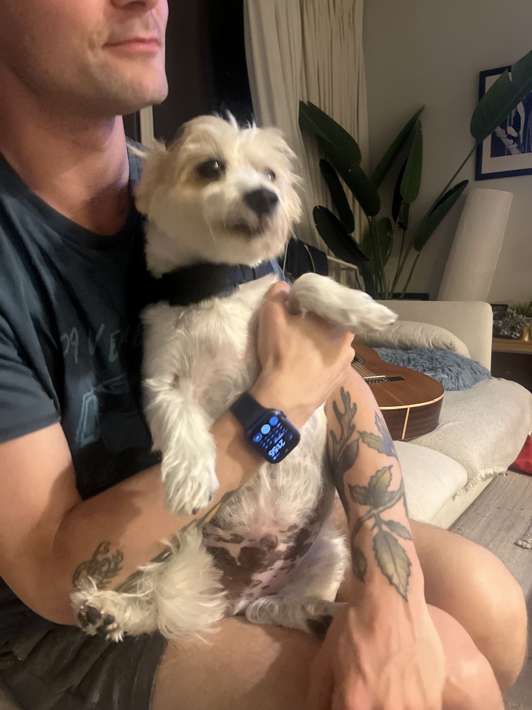 Customer photo review of Anti Bark Training Collar Ireland