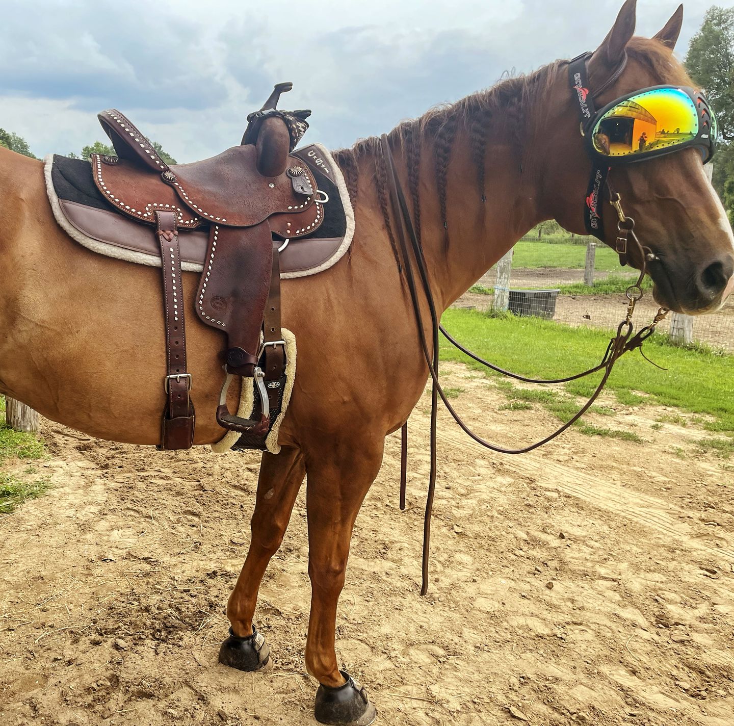 Customer photo review of eVysor - UV Horse Riding Goggles!