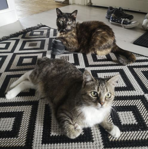 Customer photo review of Multipack d'effilés (chat stérilisé et chat adulte)