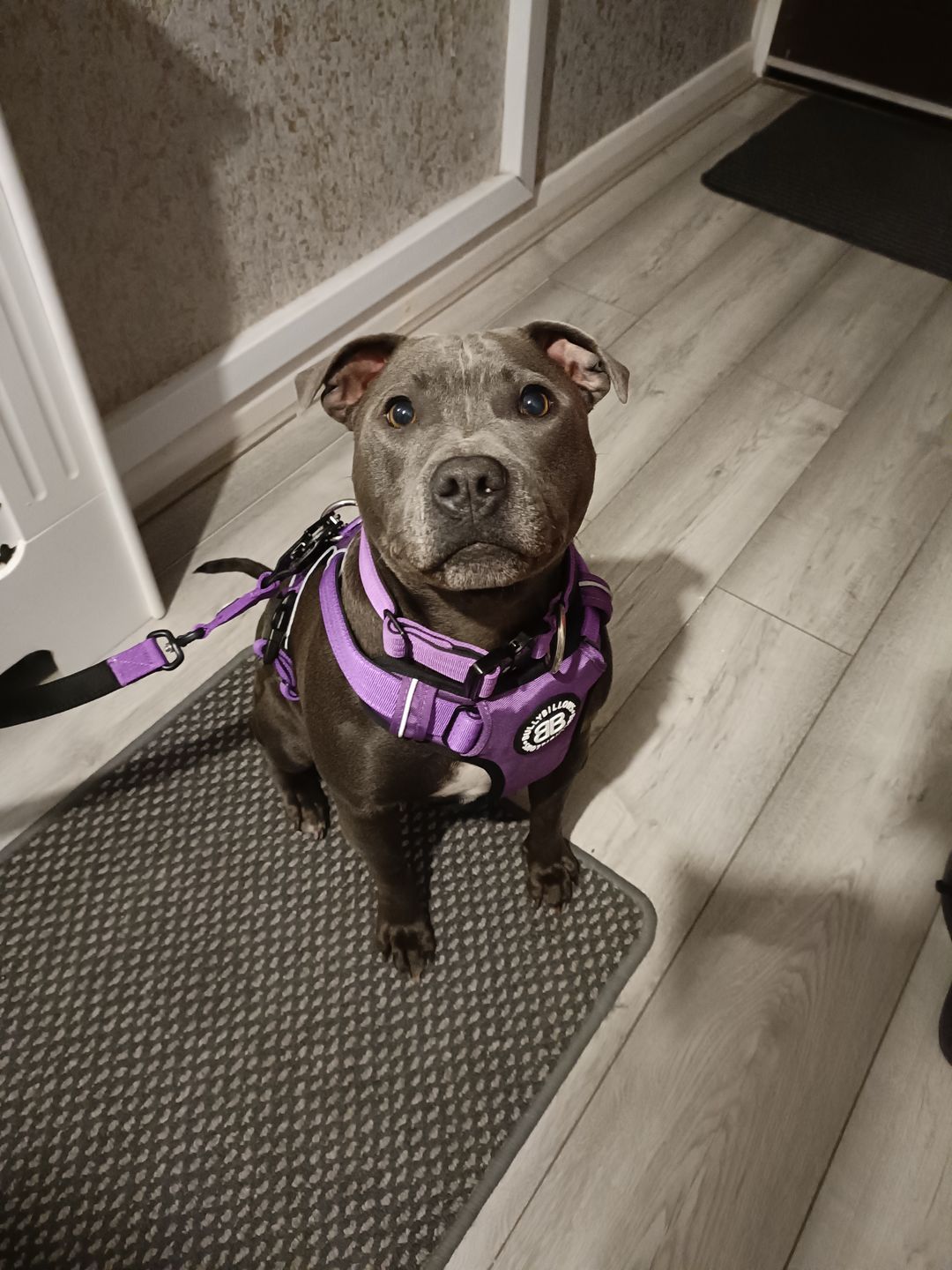 Customer photo review of Premium Comfort Harness | Non Restrictive & Adjustable - Purple