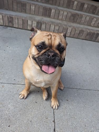 Customer photo review of Dehydrated Chicken Feet - Crunchy Dog Treats