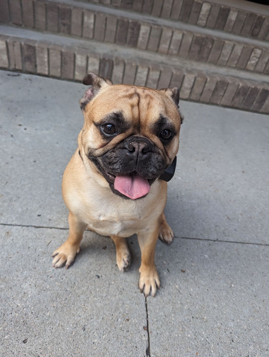 Customer photo review of Dehydrated Chicken Feet - Crunchy Dog Treats