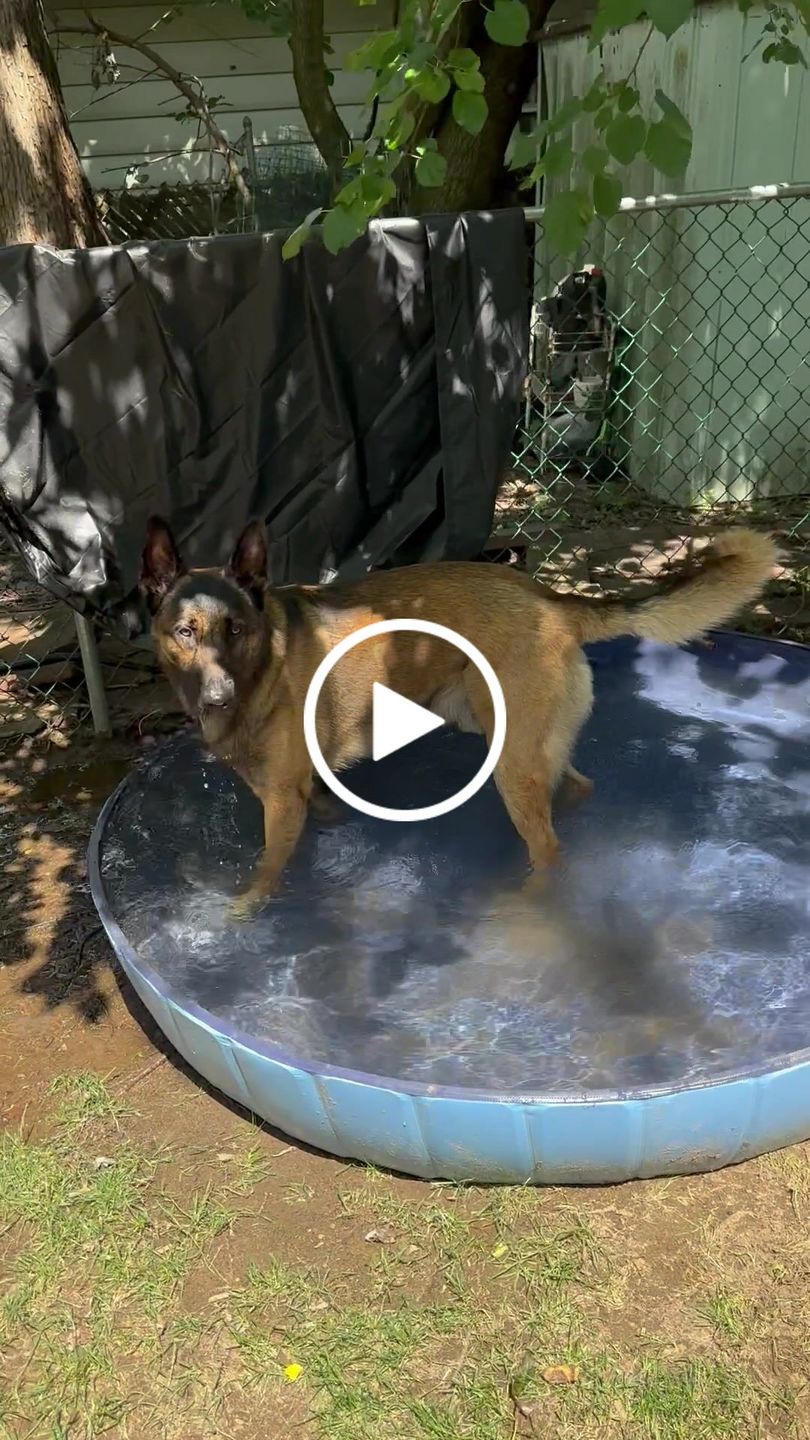 Customer video review of Waterproof Dog Pool Cover