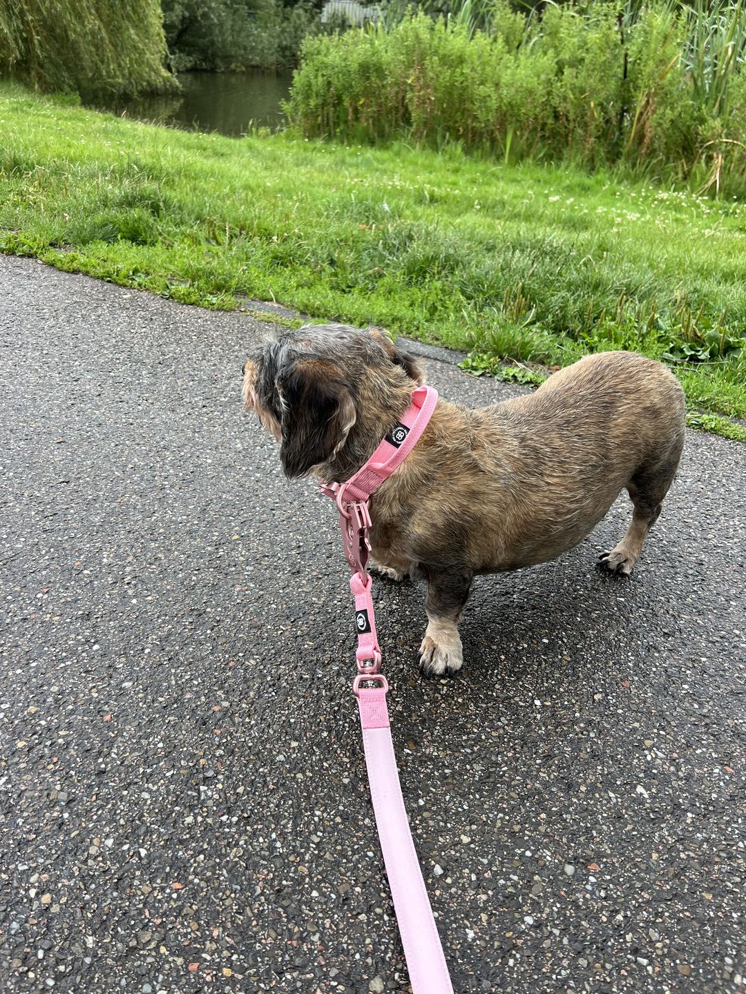Customer photo review of 2.5cm LIGHTER Combat® Collar | With Handle & Rated Lightweight Clip - Pink x Pink