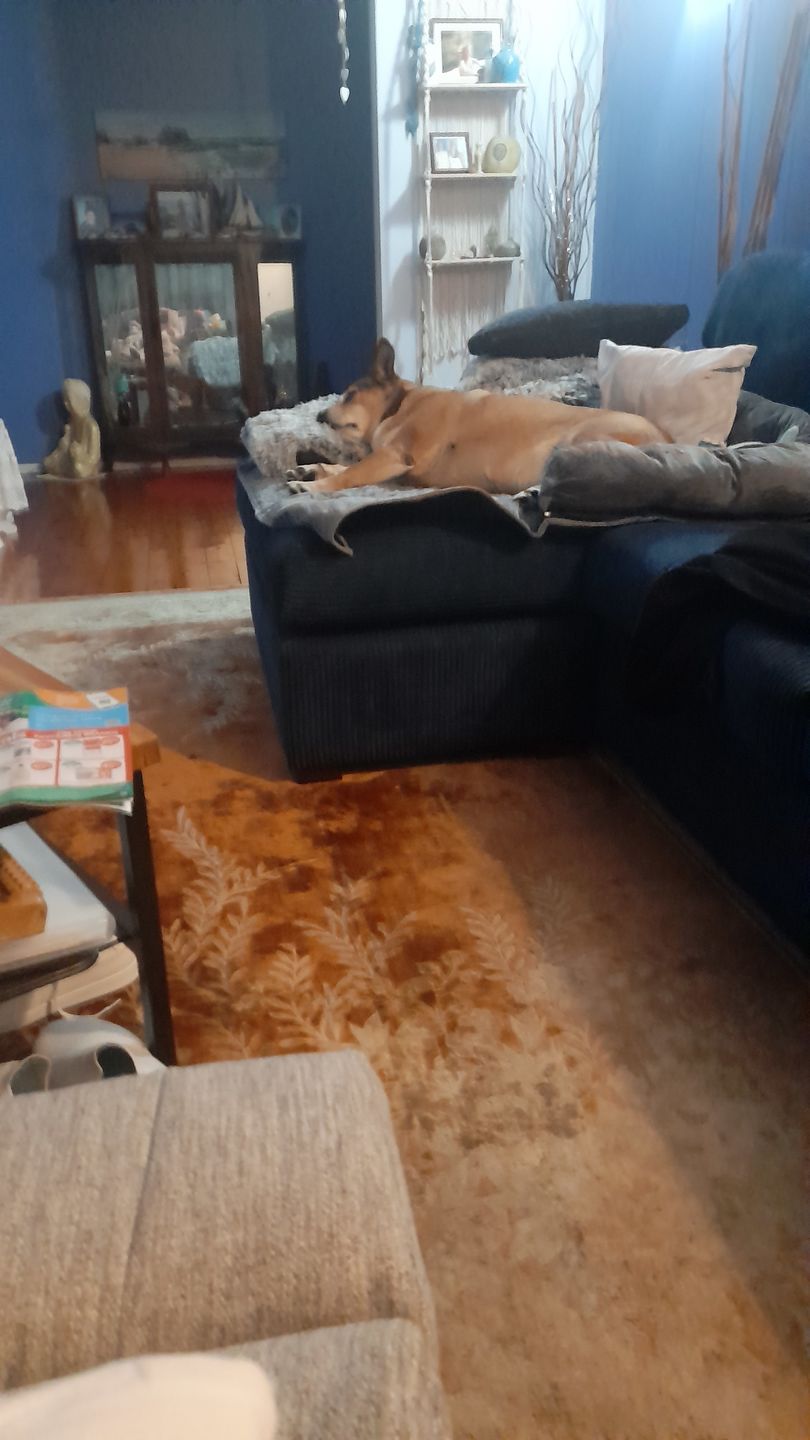 Customer photo review of PaWz Pet Calming Blanket