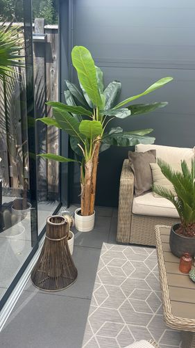 Customer photo review of Kunst Bananenplant Serie B 180cm