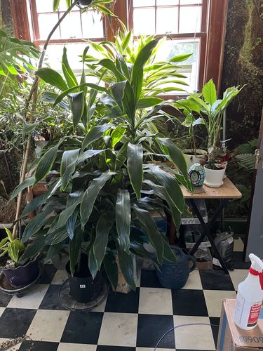 Customer photo review of Large Dracaena Carmen