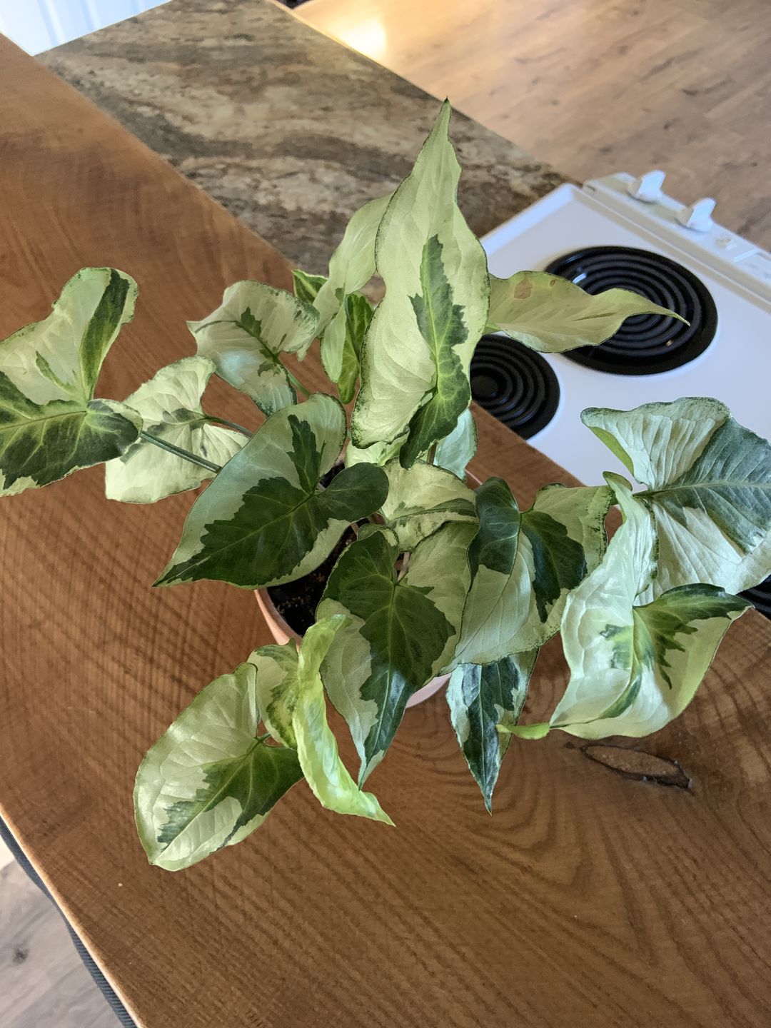 Customer photo review of Syngonium podophyllum 'Three Kings'