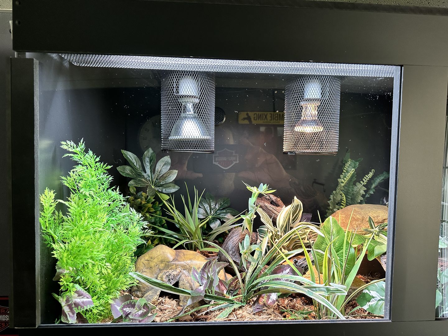 Customer photo review of ProT5 UVB Kit 24" with HO 6% Forest Bulb