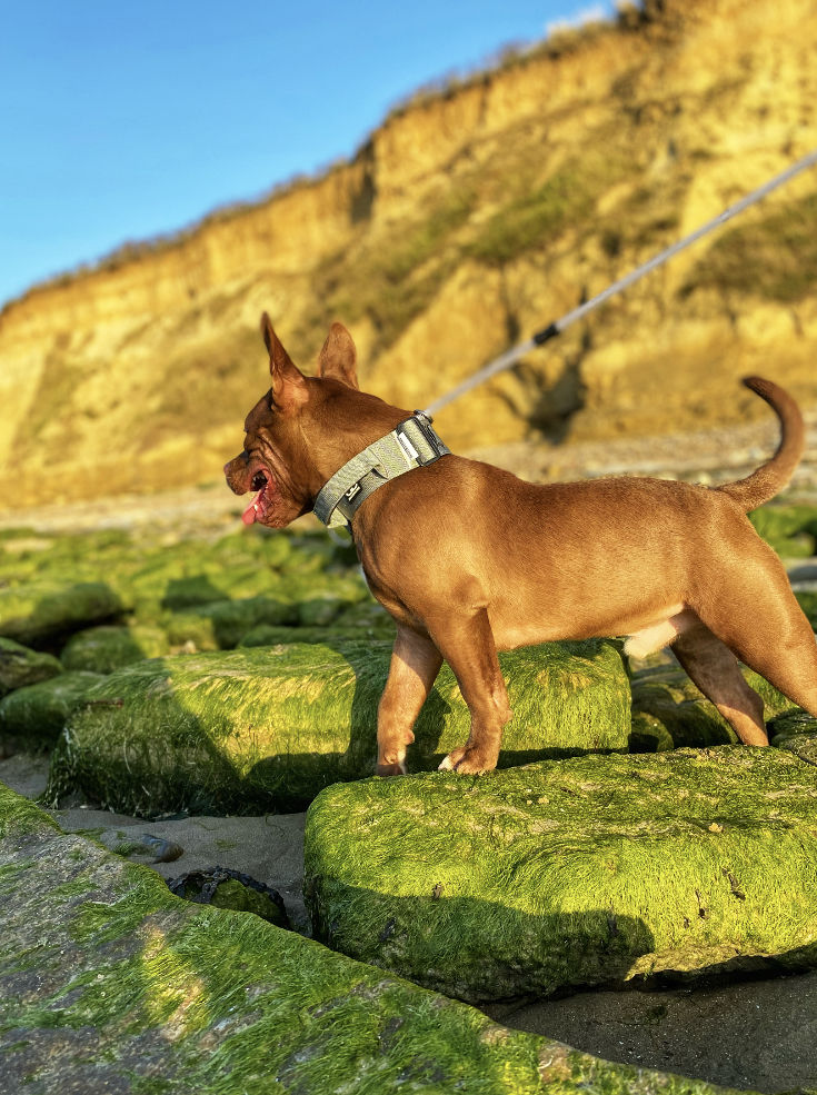 Customer photo review of 5cm Combat® Collar | With Handle & Rated Clip - Metal Grey v2.0