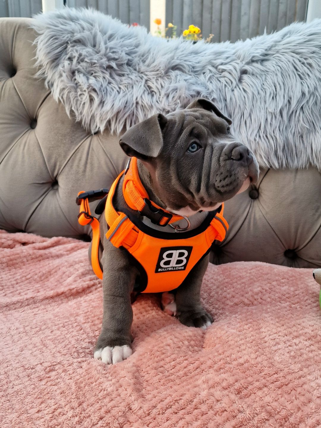 Customer photo review of Premium Comfort Harness | Non Restrictive & Adjustable - Orange v2.0