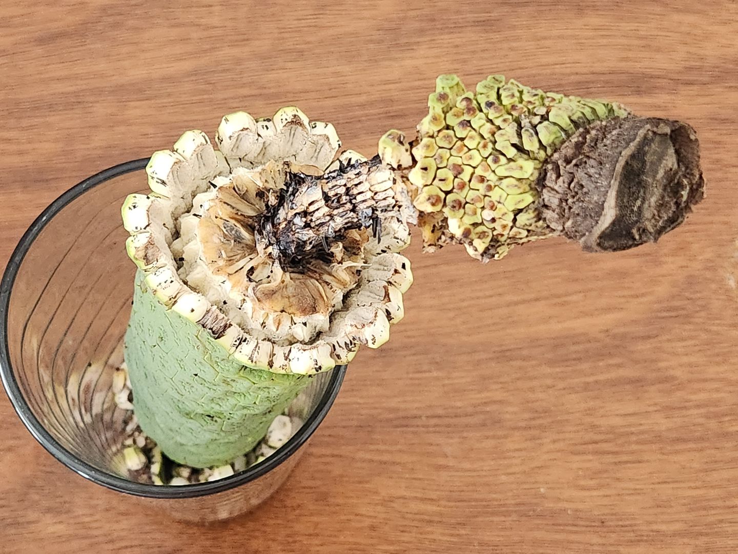 Customer photo review of Monstera Deliciosa *Pre-Order*