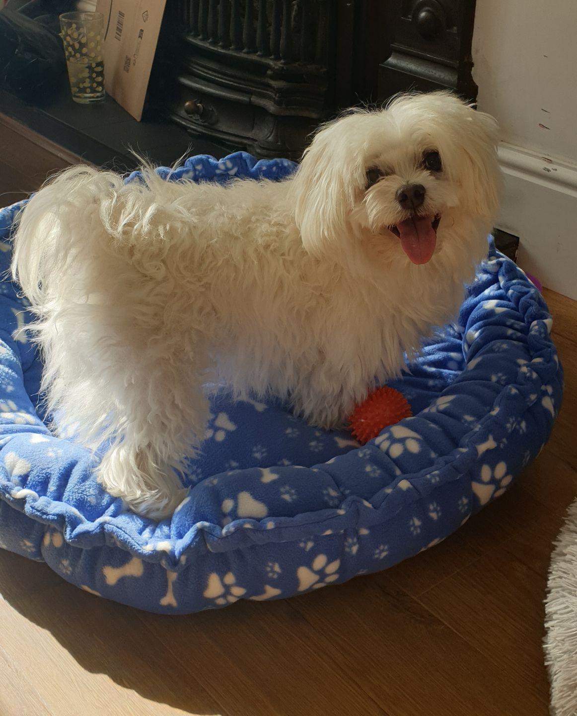 Customer photo review of Paw Print & Bones Anti Pill Polar Fleece Fabric