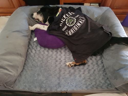 Customer photo review of PaWz Pet Sofa Bed