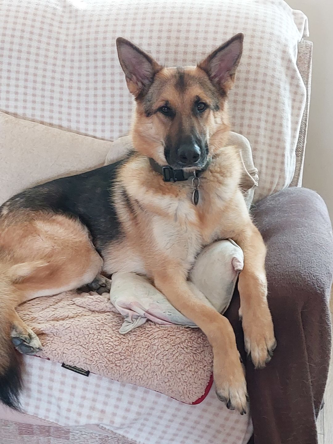 Customer photo review of Total Calm Powder For Dogs