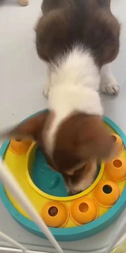 Customer photo review of DogFri™ ToyFeeder - Hundelegetøj Fodring Træning