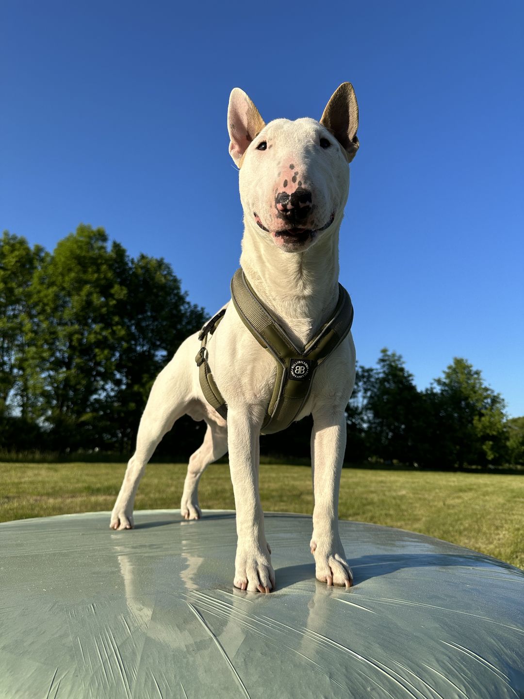 Customer photo review of RR - Slip on Padded Comfort Harness | Non Restrictive & Reflective - Khaki