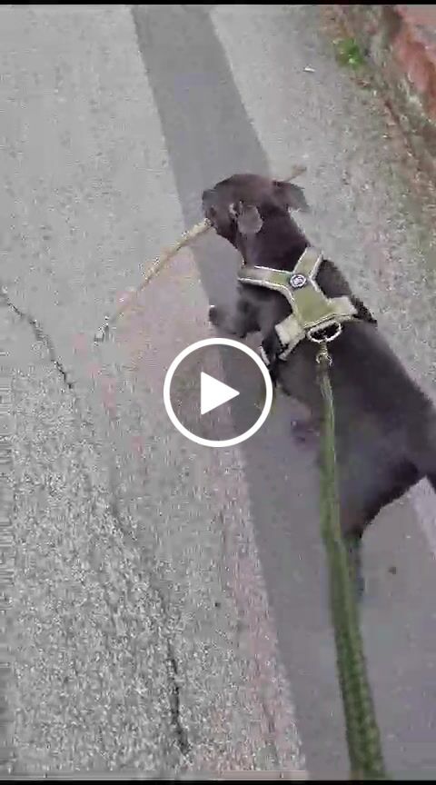 Customer video review of RR - Slip on Padded Comfort Harness | Non Restrictive & Reflective - Khaki