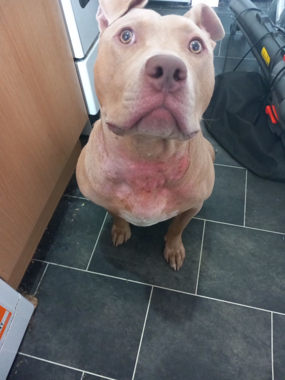 Customer photo review of Dog Skin Rescue Bundle