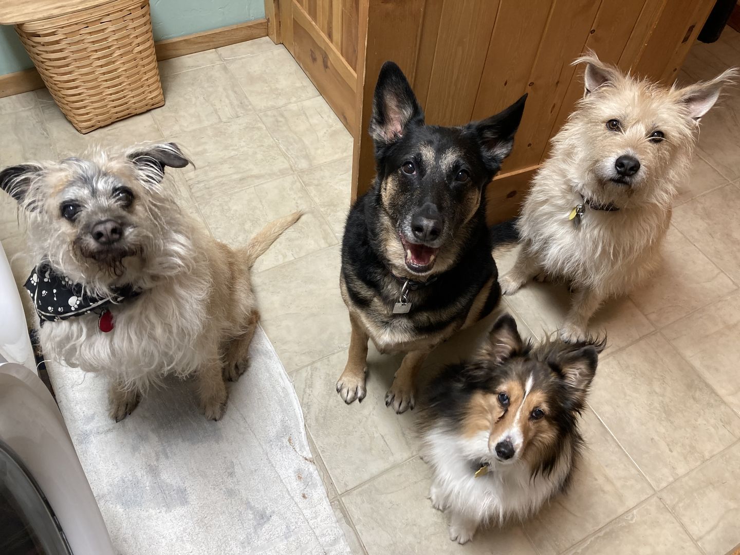 Customer photo review of Pet Nail Grinder Attachment for Grooming Vacuum