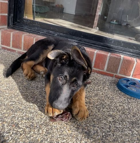 Customer photo review of Pig Snouts - tough chew!