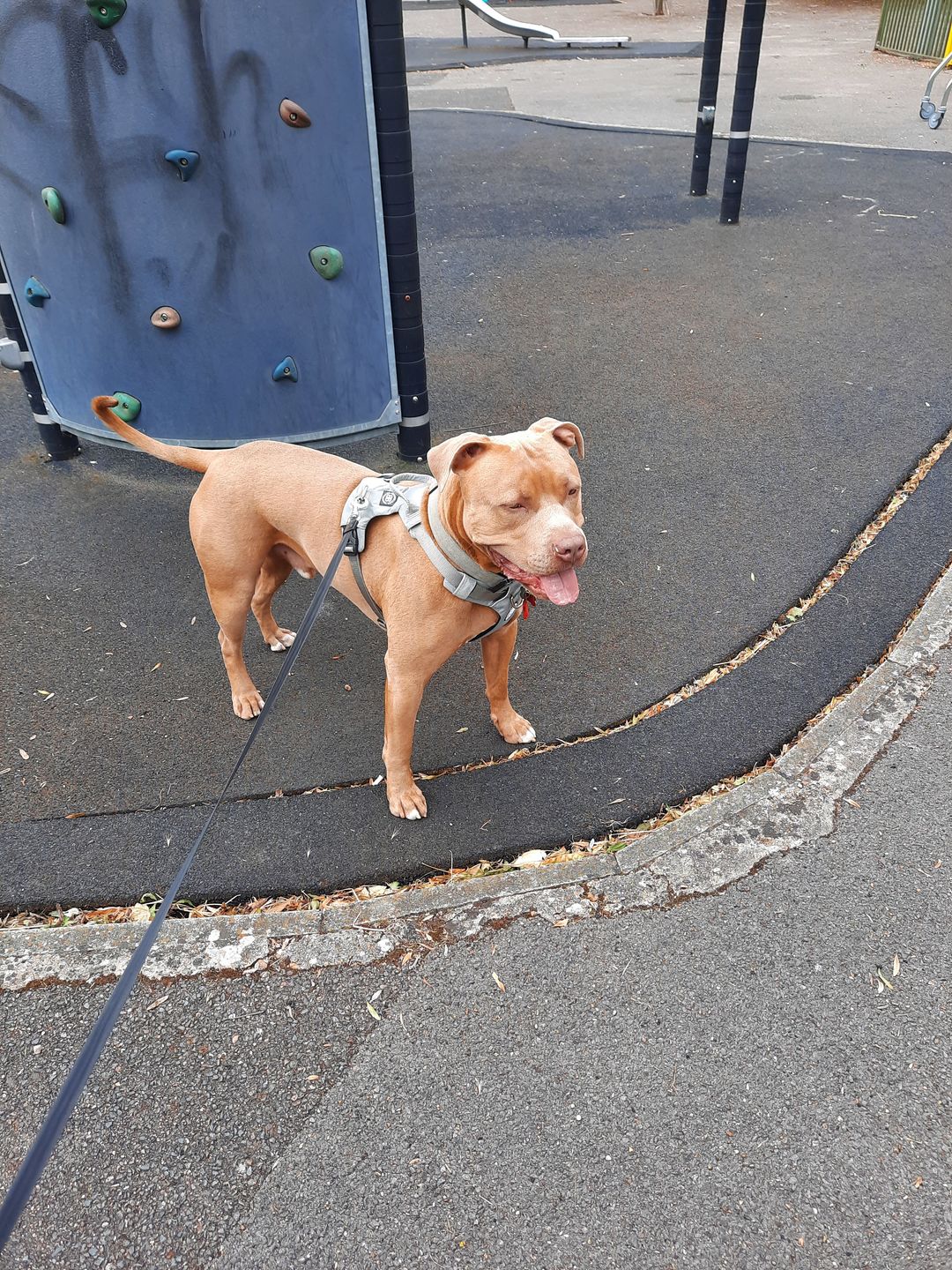 Customer photo review of Air Mesh Harness - Anti-Pull, With Handle, Non Restrictive & Adjustable - Grey