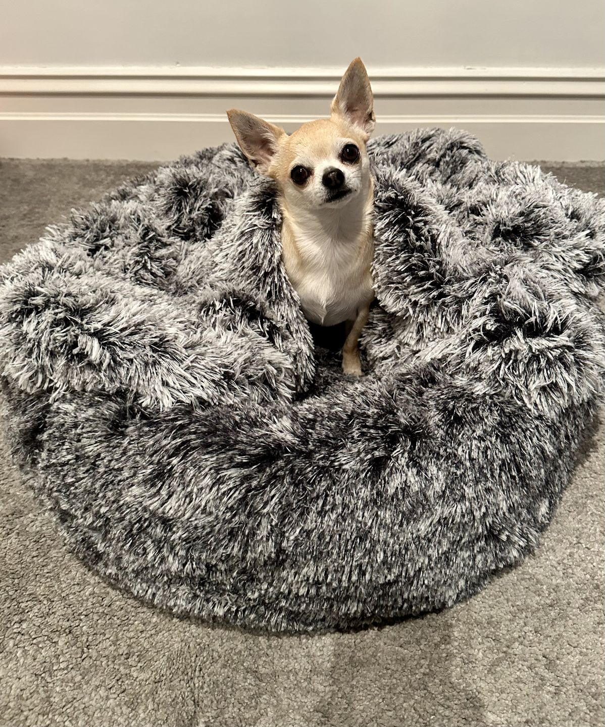 Customer photo review of PaWz Pet Calming Blanket
