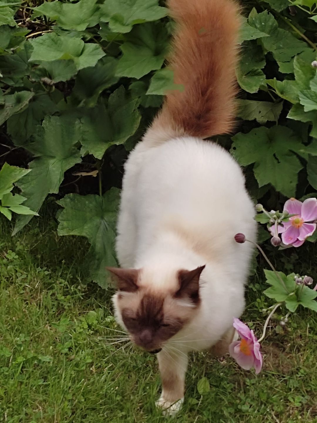 Customer photo review of Croquettes riches en poissons blancs frais (chat stérilisé)