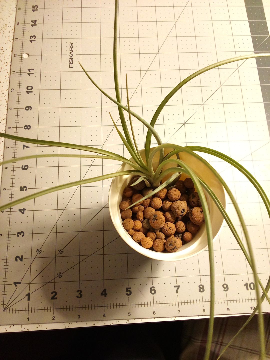Customer photo review of X Floridiana (fasciculata x bartramii)