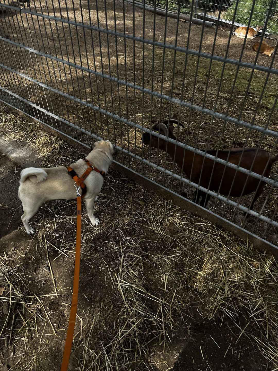 Customer photo review of Premium Hundegeschirr gepolstert