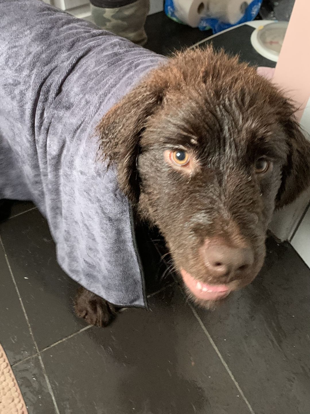 Customer photo review of Luxury Dog Towel