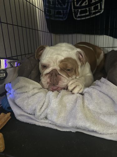 Customer photo review of 12" Mega Monster Bully Stick